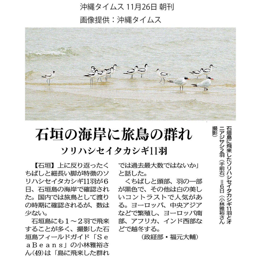 沖縄タイムス 11月26日　朝刊「石垣の海岸に旅鳥の群れ　ソリハシセイタカシギ11羽」