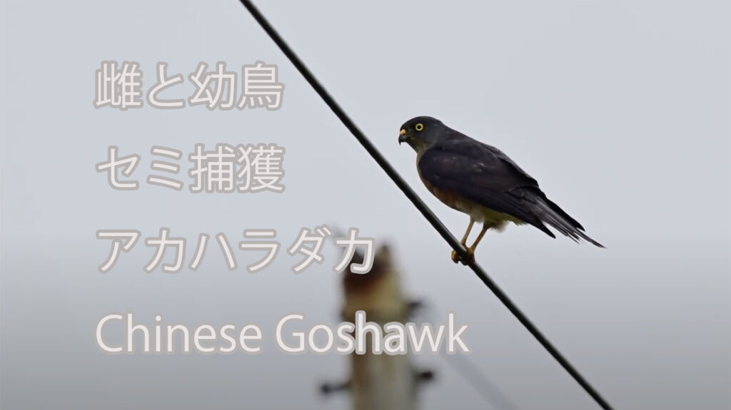 【雌と幼鳥、セミ捕獲】 アカハラダカ  Chinese Goshawk