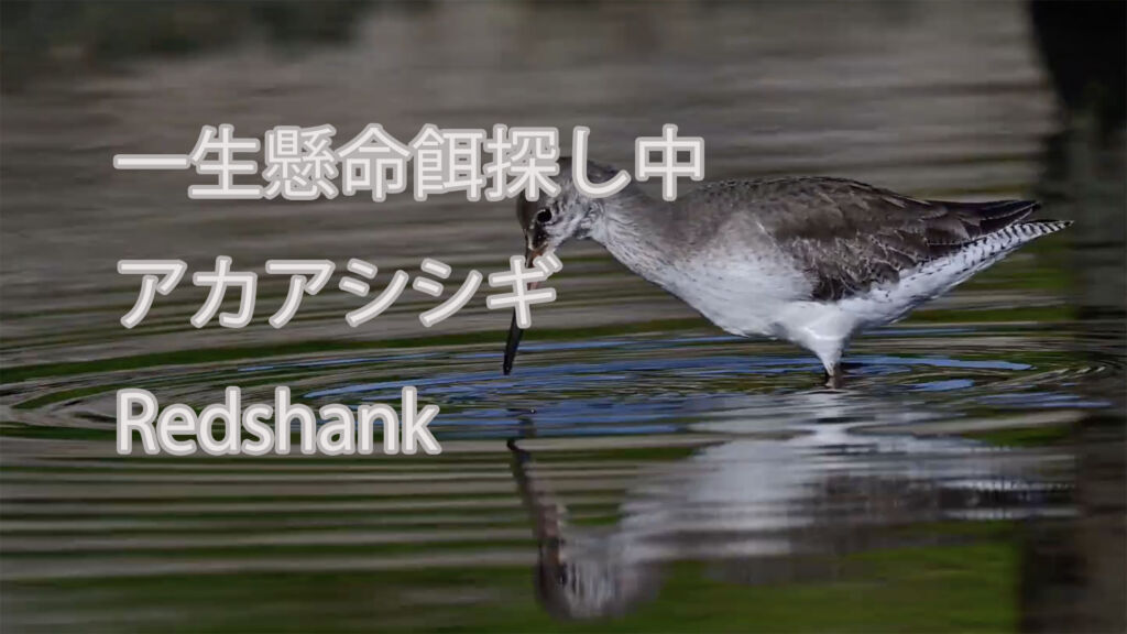 【一生懸命餌探し中】アカアシシギ Redshank