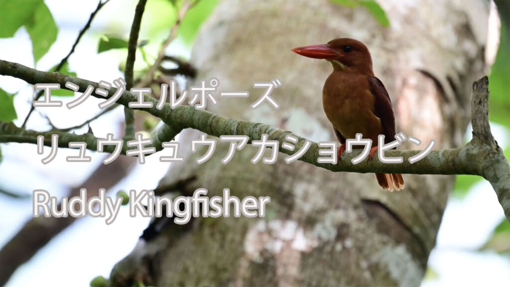 【エンジェルポーズ】リュウキュウアカショウビン Ruddy Kingfisher