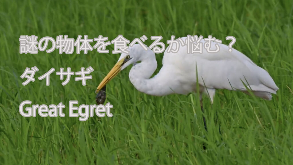 【謎の物体を食べるか悩む？】 ダイサギ Great Egret