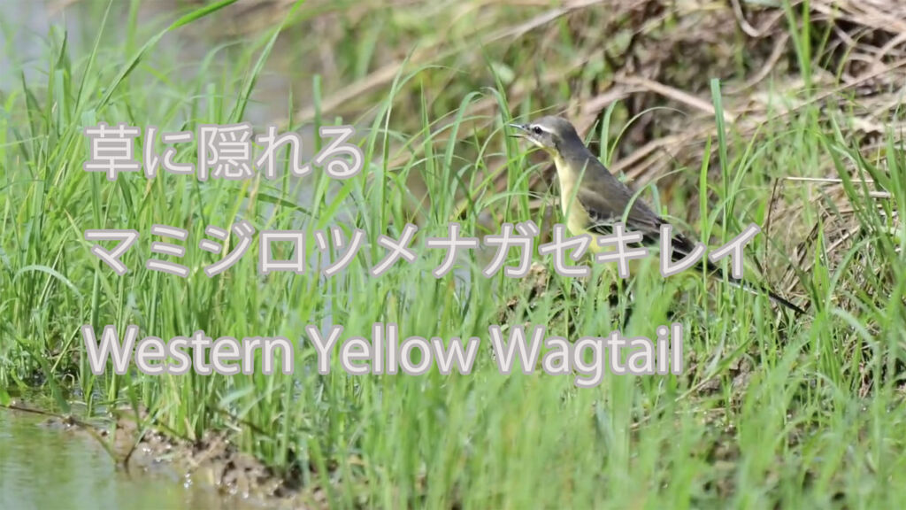 【草に隠れる】 マミジロツメナガセキレイ Western Yellow Wagtail