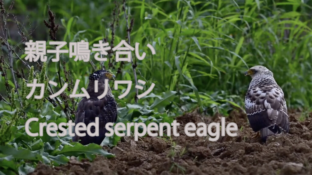 【親子鳴き合い】カンムリワシ Crested serpent eagle