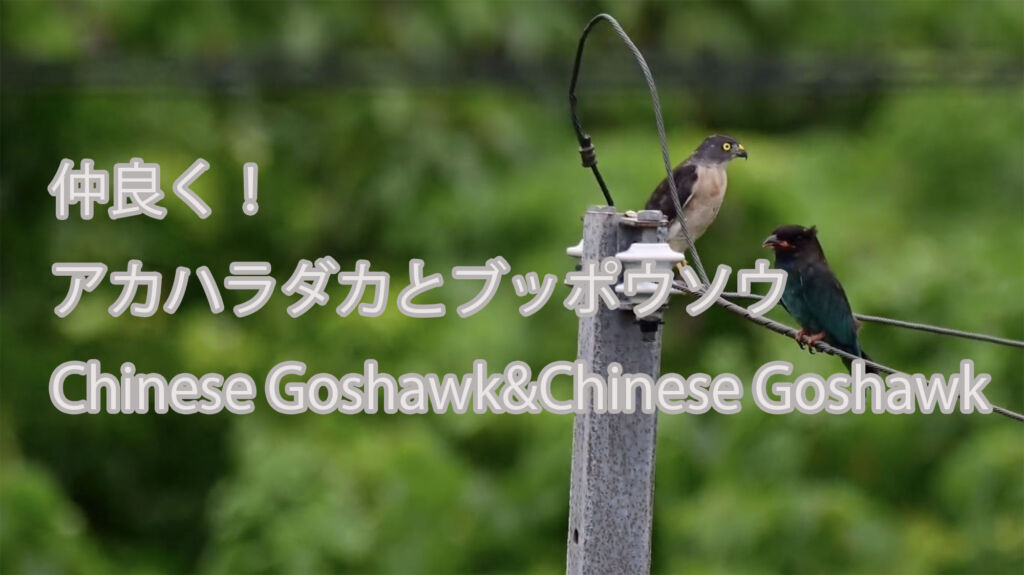 【仲良く！】 アカハラダカとブッポウソウ  Chinese Goshawk&Chinese Goshawk