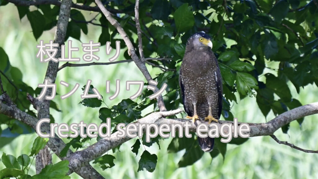 【枝止まり】 カンムリワシ  Crested serpent eagle