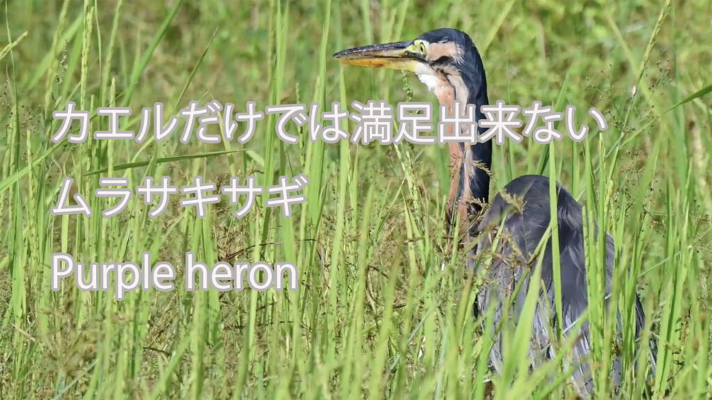 【カエルだけでは満足出来ない】ムラサキサギ Purple heron