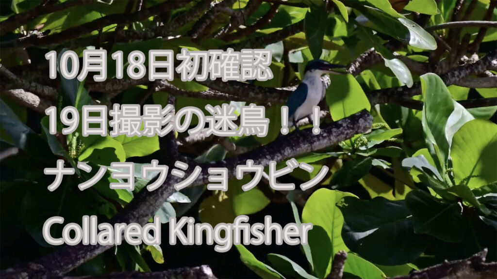 【10月18日初確認、19日撮影の迷鳥！！】 ナンヨウショウビン Collared Kingfisher