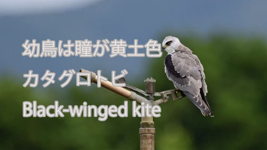 【幼鳥は瞳が黄土色】カタグロトビ Black-winged kite