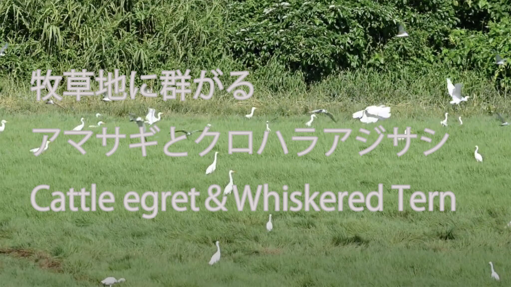 【牧草地に群がる】アマサギとクロハラアジサシ Cattle egret＆Whiskered Tern