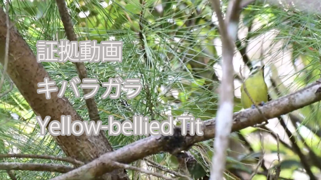 【証拠動画】 キバラガラ Yellow-bellied Tit