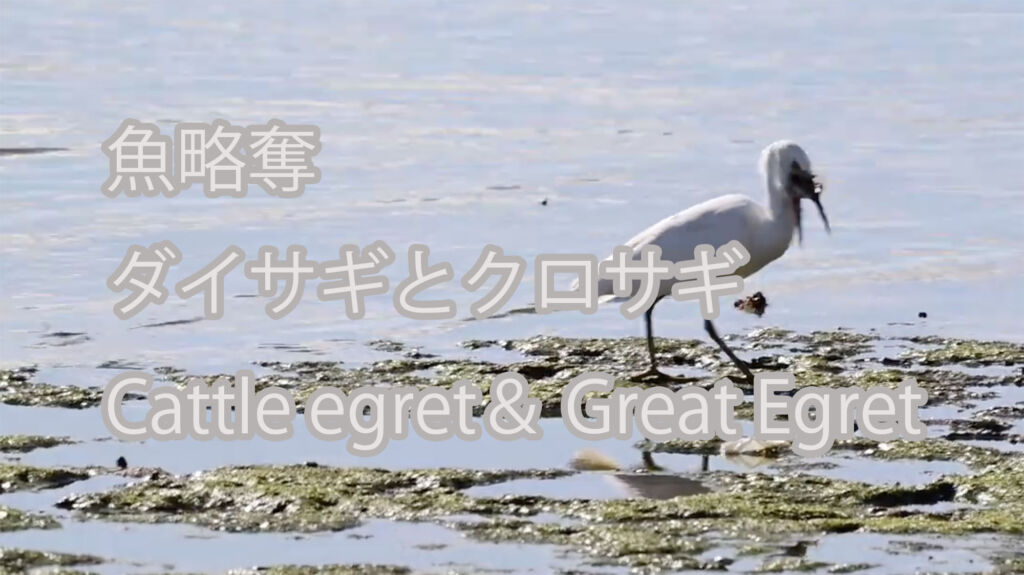 【魚略奪】 ダイサギとクロサギ Cattle egret＆ Great Egret