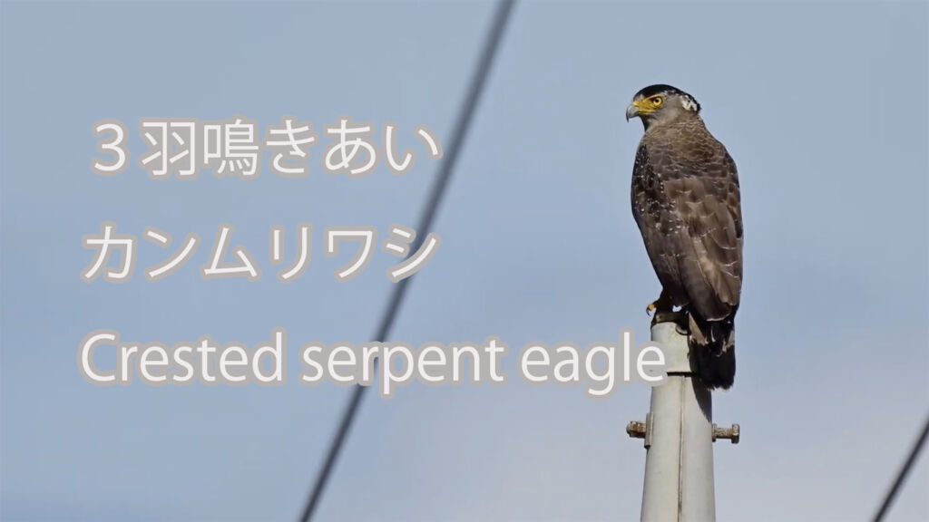 【３羽鳴きあい】カンムリワシ Crested serpent eagle