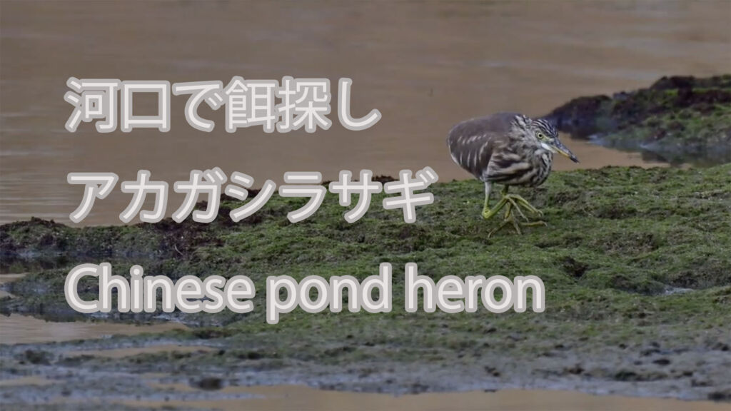 【河口で餌探し】アカガシラサギ Chinese pond heron