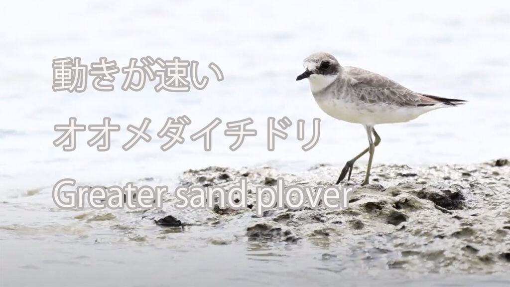 【動きが速い】 オオメダイチドリ  Greater sand plover