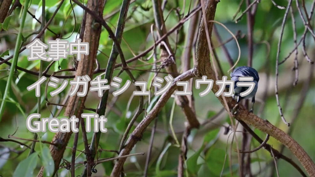 【食事中】イシガキシュジュウカラ Great Tit