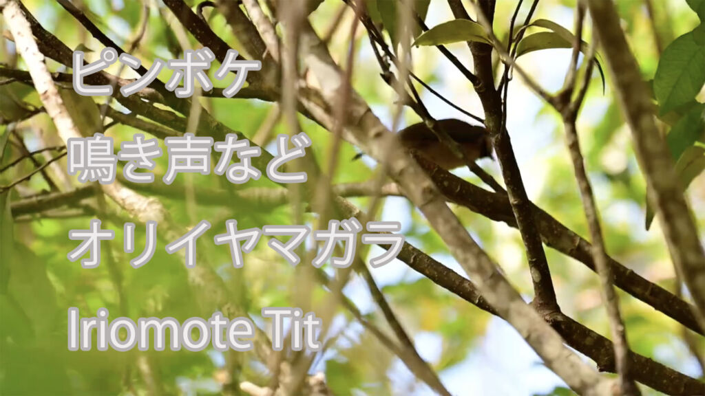 【ピンボケ、鳴き声など】オリイヤマガラ Iriomote Tit