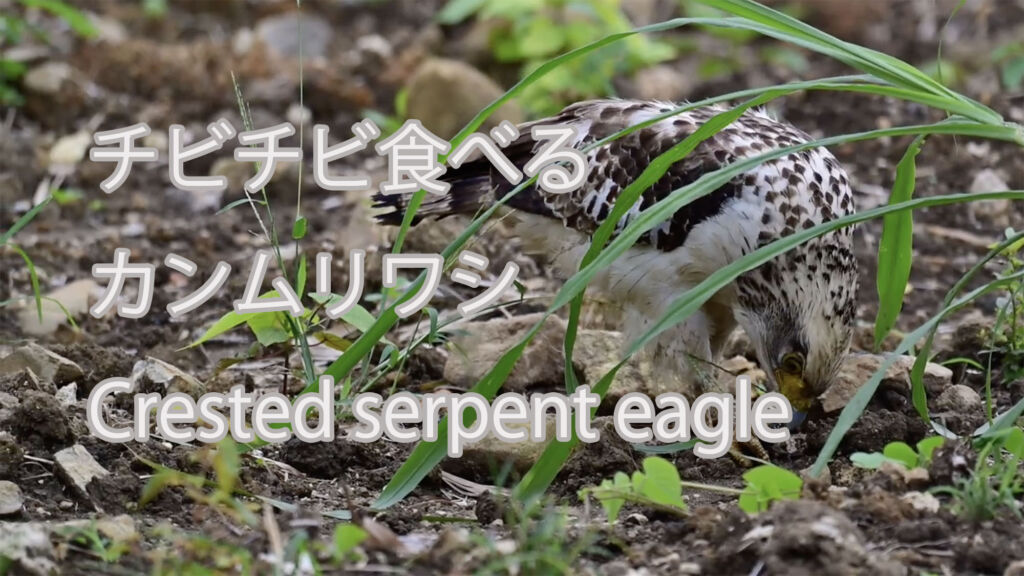 【チビチビ食べる】カンムリワシ Crested serpent eagle