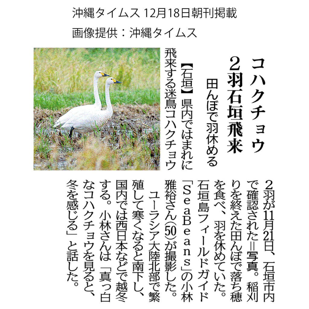 沖縄タイムス 12月18日朝刊「コハクチョウ２羽石垣飛来」