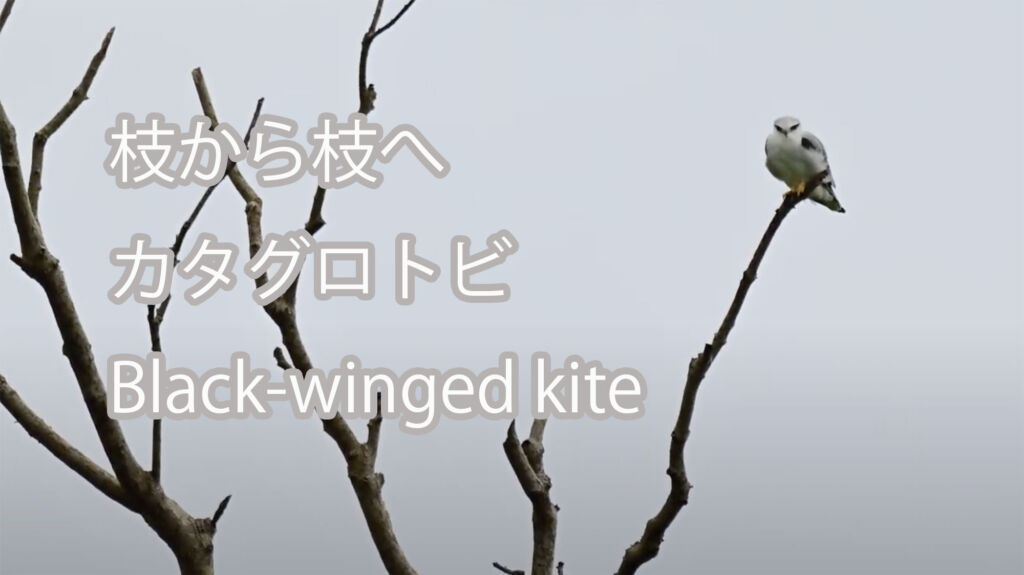 【枝から枝へ】カタグロトビ Black-winged kite