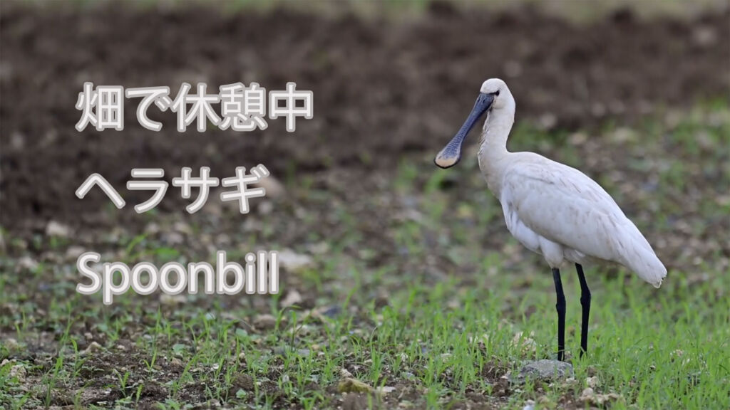 【畑で休憩中】ヘラサギ Spoonbill