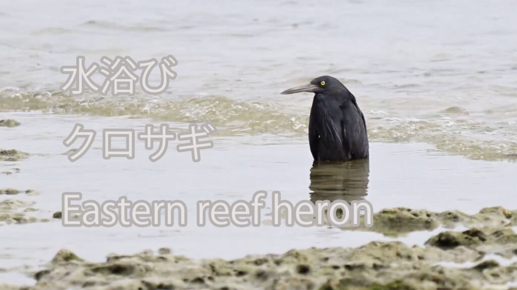 【水浴び】 クロサギ  Eastern reef heron