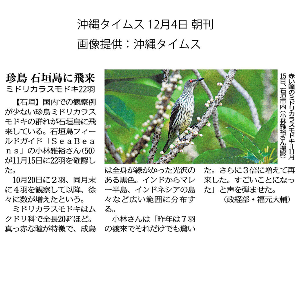 沖縄タイムス   12月4日　朝刊  「珍鳥　石垣島に飛来　ミドリカラスモドキ22羽」