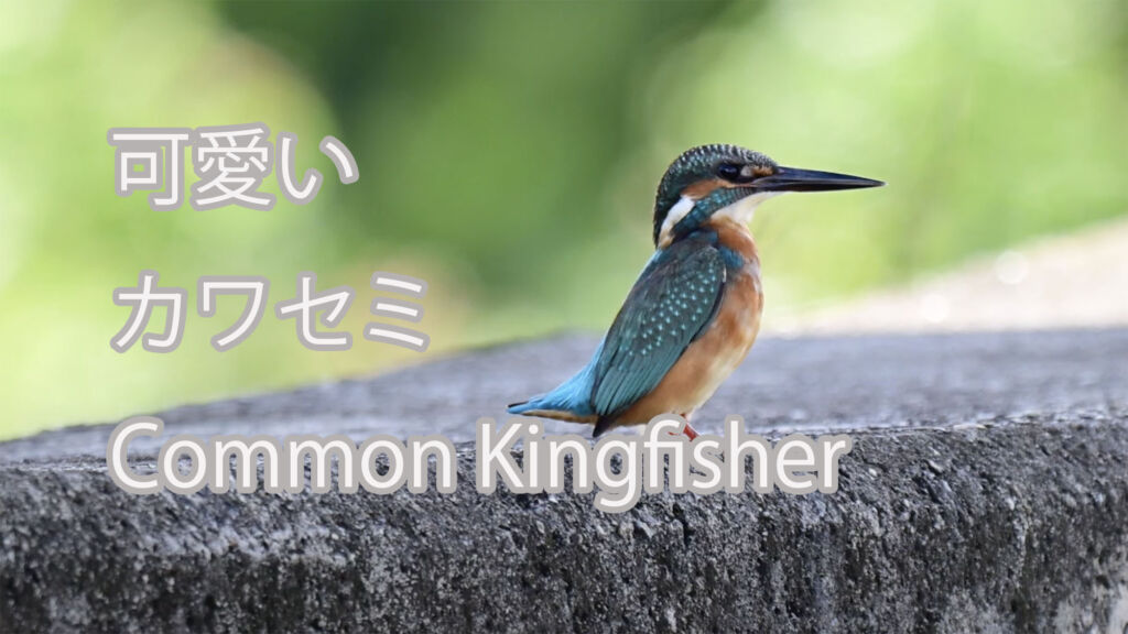 【可愛い】 カワセミ  Common Kingfisher