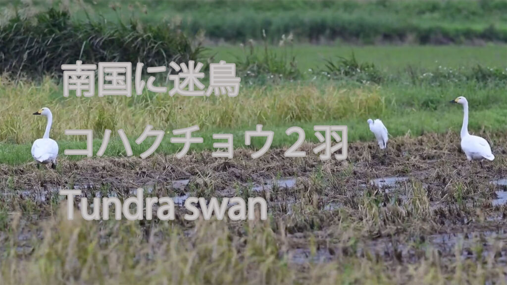 【南国に迷鳥】 コハクチョウ２羽  Tundra swan