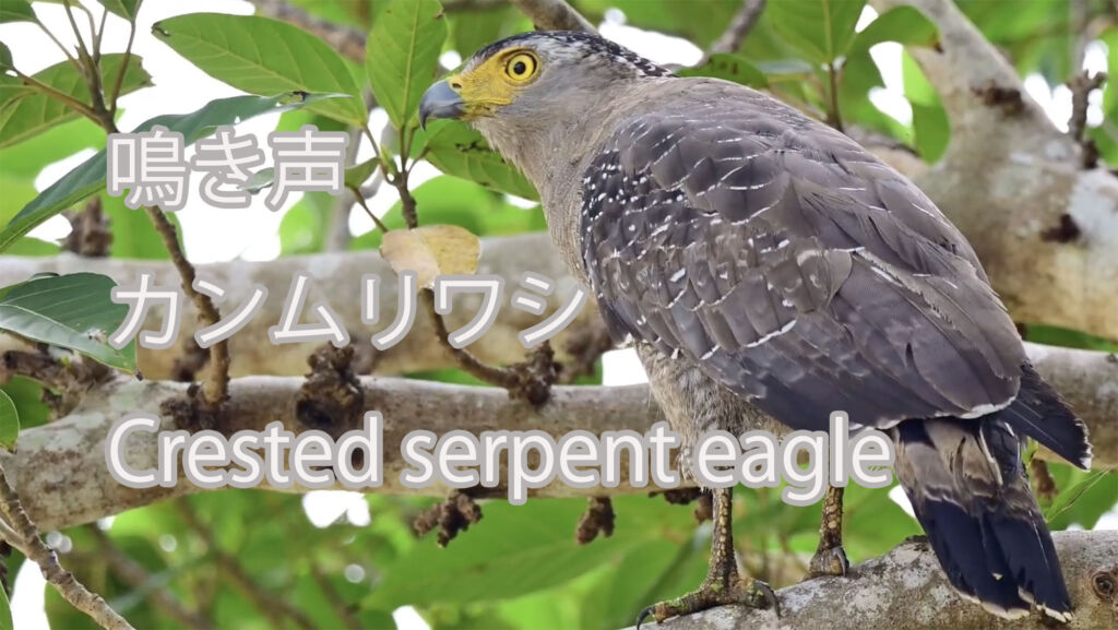 【鳴き声】 カンムリワシ   Crested serpent eagle