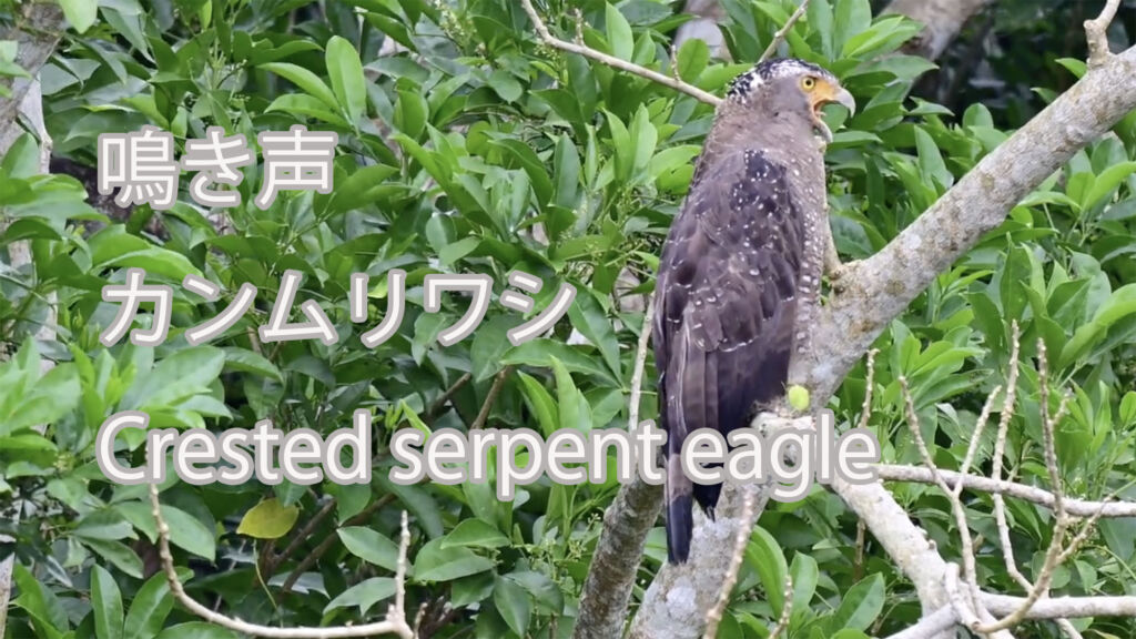 【鳴き声】カンムリワシ Crested serpent eagle