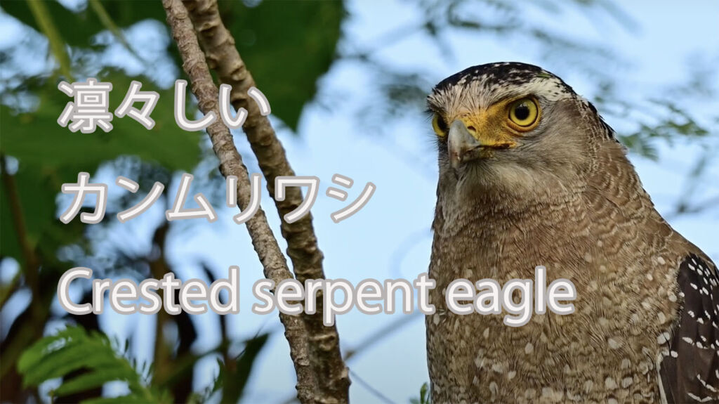 【凛々しい】カンムリワシ Crested serpent eagle