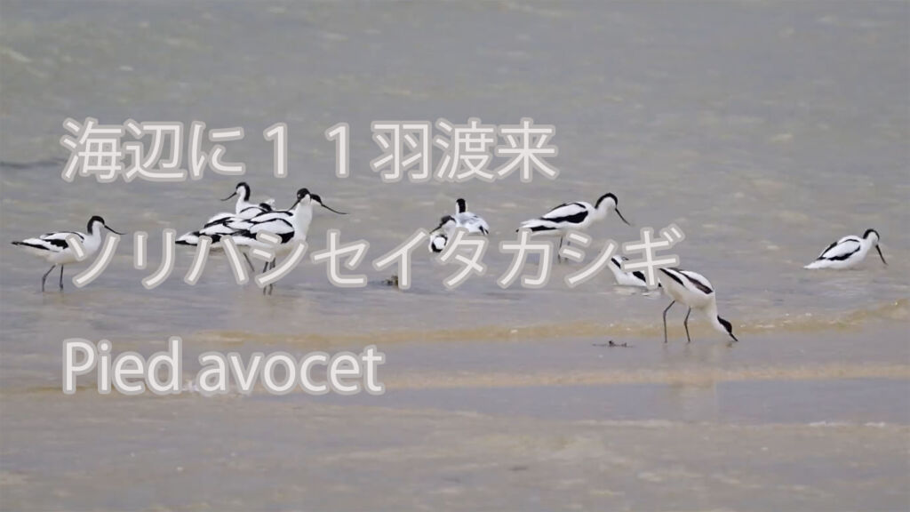 【海辺に１１羽渡来】ソリハシセイタカシギ Pied avocet