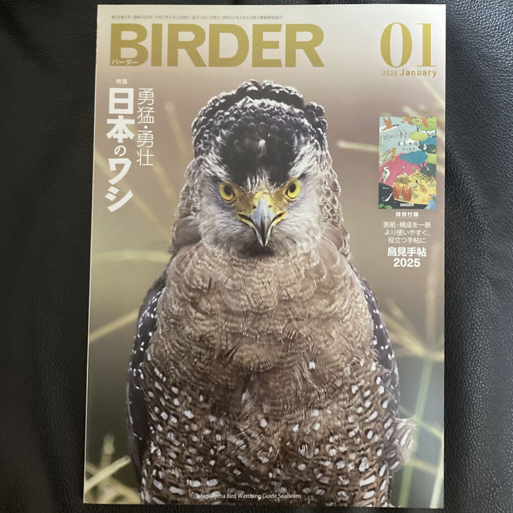 BIRDER 2025年1月号　勇猛・勇壮 日本のワシ「カンムリワシを担当しました。」