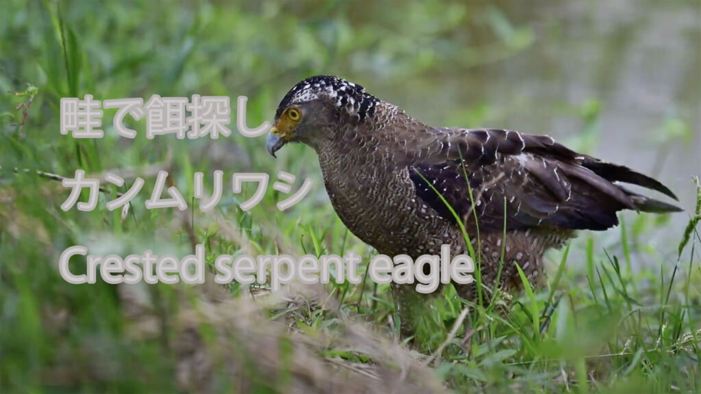 【畦で餌探し】 カンムリワシ  Crested serpent eagle