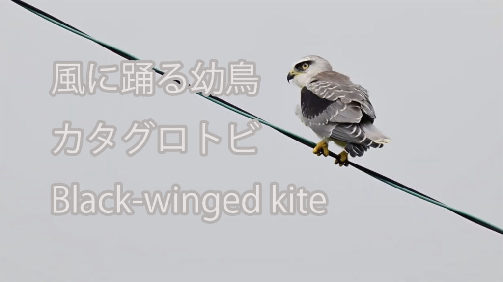 【風に踊る幼鳥】カタグロトビ Black-winged kite