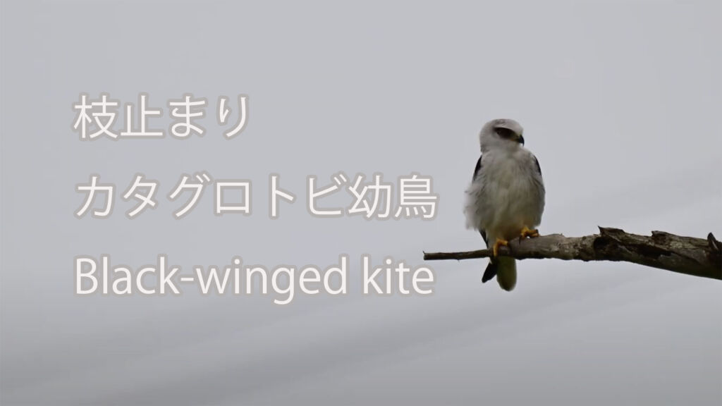 【枝止まり】カタグロトビ幼鳥 Black-winged kite