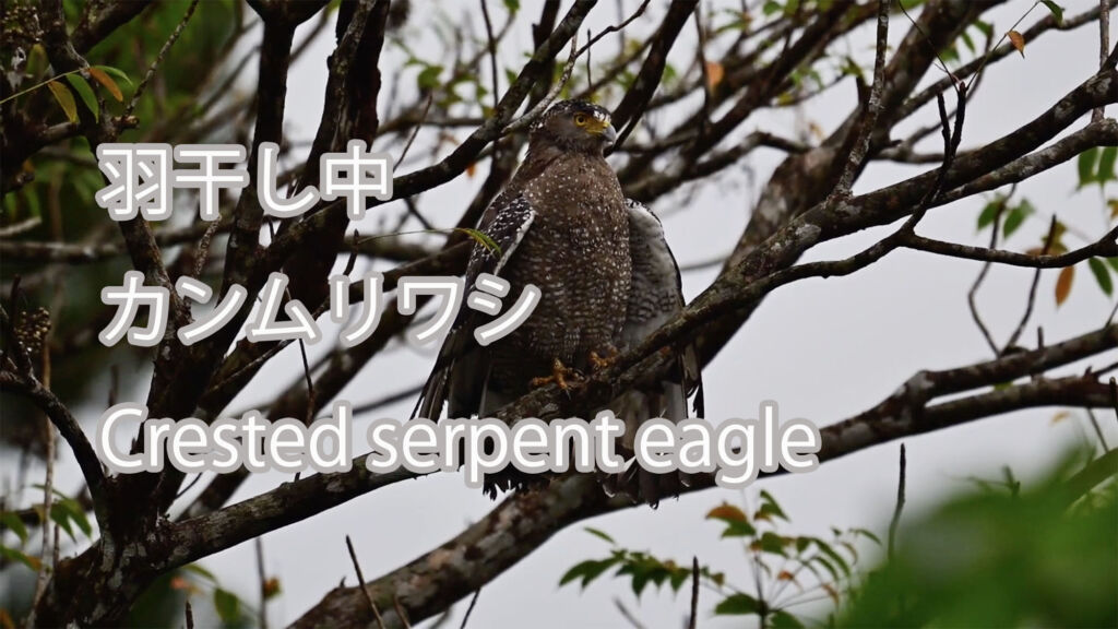 【羽干し中】カンムリワシ Crested serpent eagle