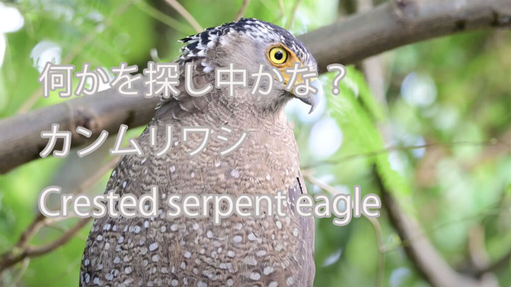 【何かを探し中かな？】 カンムリワシ  Crested serpent eagle