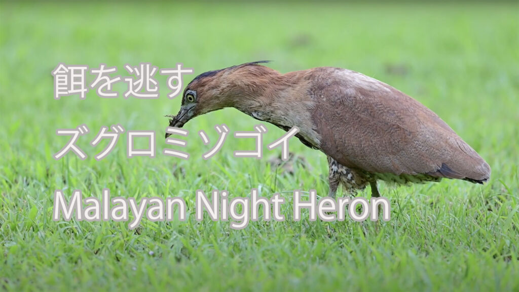 【餌を逃す】ズグロミゾゴイ Malayan Night Heron