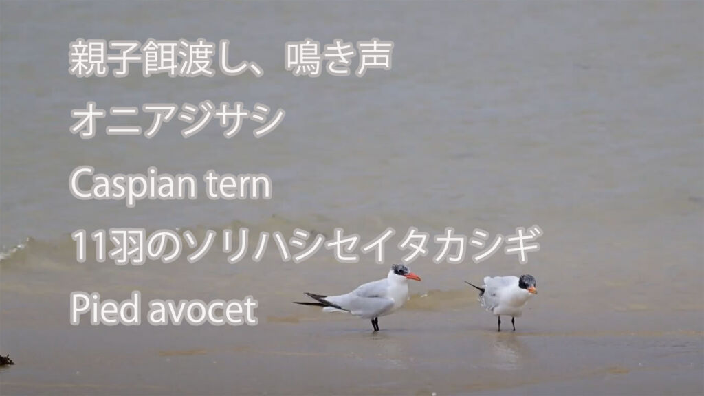 【親子餌渡し、鳴き声】オニアジサシ Caspian tern＆11羽のソリハシセイタカシギ Pied avocet