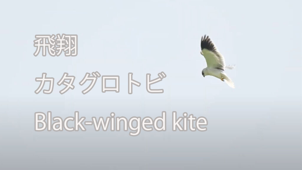 【飛翔】カタグロトビ Black-winged kite