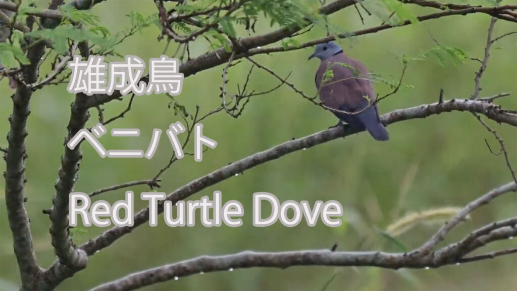 【雄成鳥】 ベニバト Red Turtle Dove