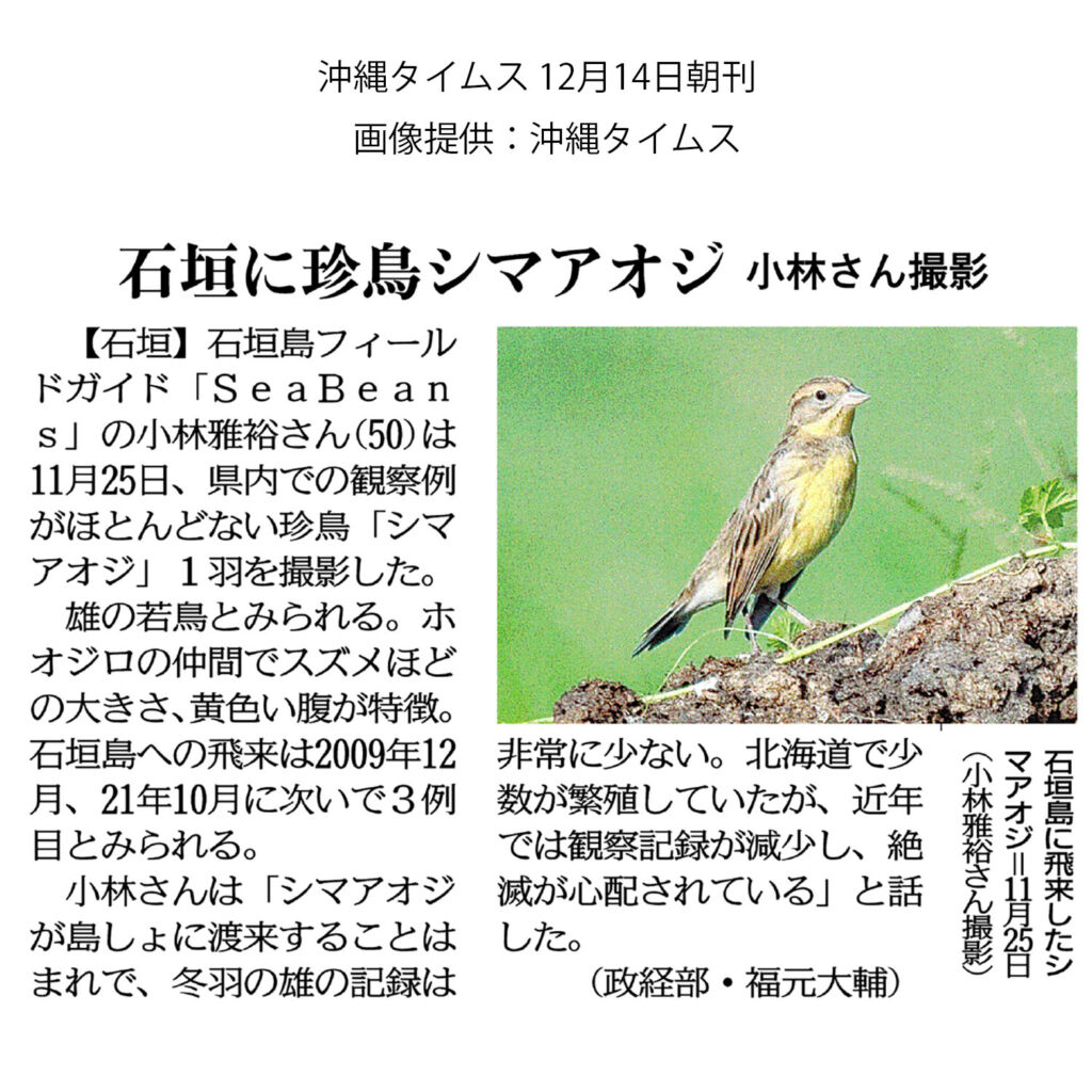 沖縄タイムス 12月14日朝刊「石垣に珍鳥シマアオジ_」