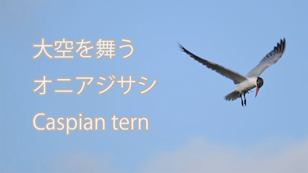 【大空を舞う】オニアジサシ Caspian tern