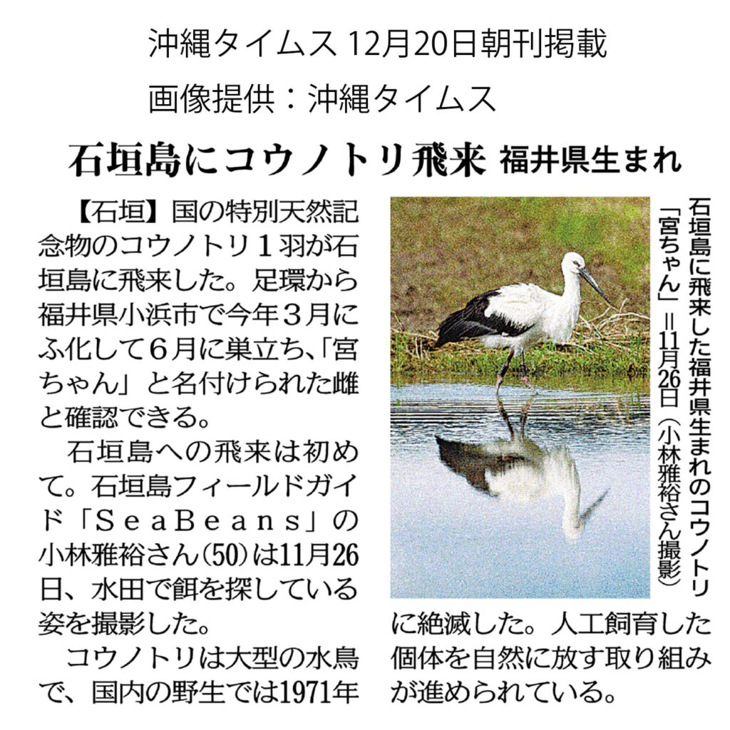 沖縄タイムス 12月20日朝刊「石垣島にコウノトリ飛来　福井県生まれ」