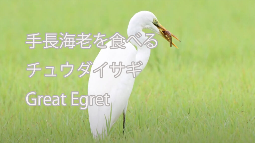 【手長海老を食べる】 チュウダイサギ Great Egret