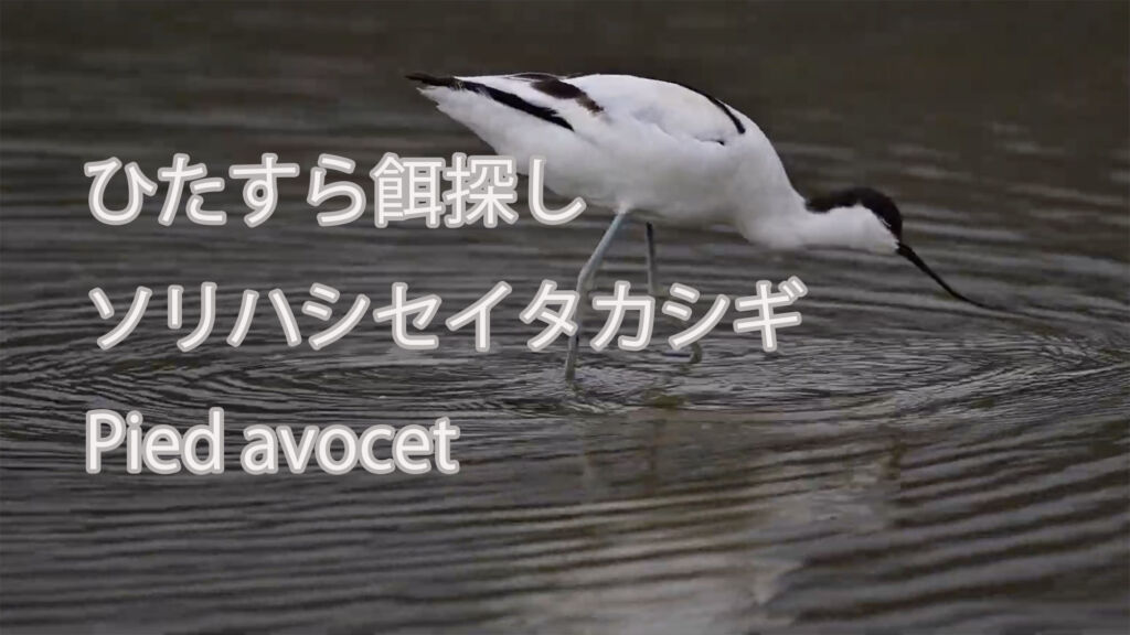 【ひたすら餌探し】ソリハシセイタカシギ Pied avocet