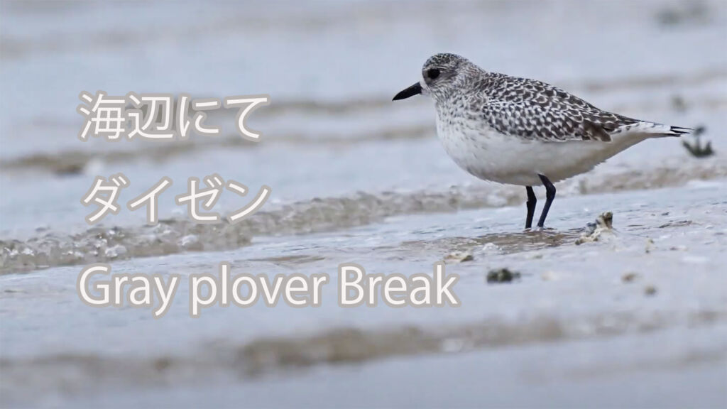 【海辺にて】ダイゼン Gray plover Break