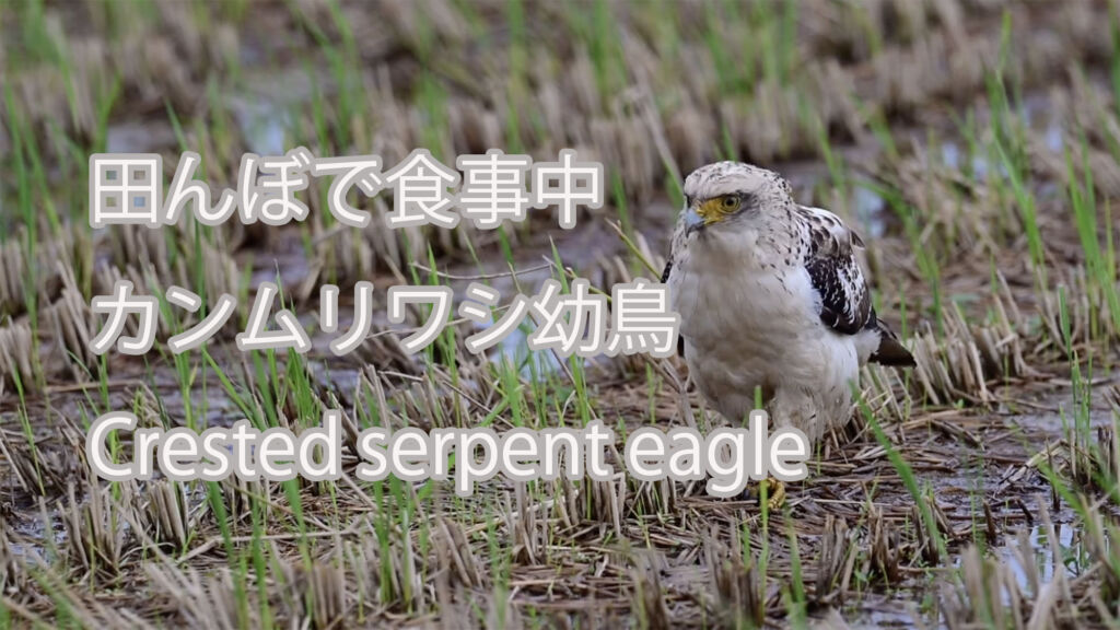 【田んぼで食事中】カンムリワシ幼鳥 Crested serpent eagle