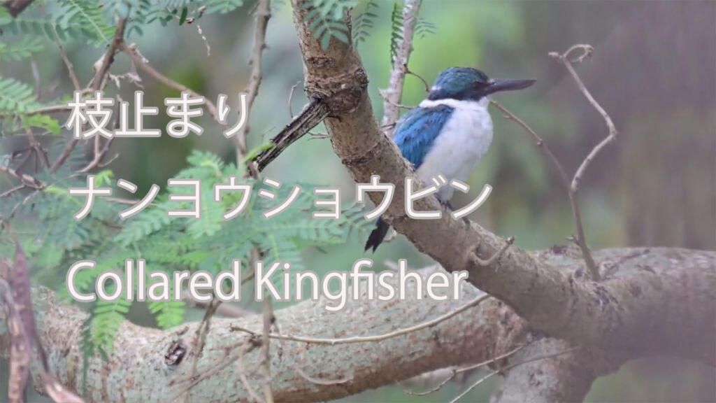 【枝止まり】ナンヨウショウビン Collared Kingfisher